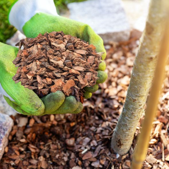 Decorative Pine Bark (Mulch)