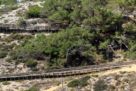 Wooden Bridges and Walkways