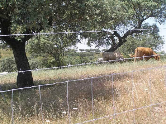 Barbed Wire