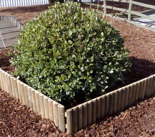Treated Wood Borders