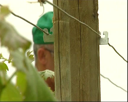 Fenox - Harpoon Clip (500 units)