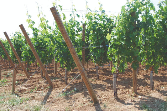 Gpack Plus M & Gpack Plus W