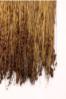 Tropical and Normal Thatch Plates